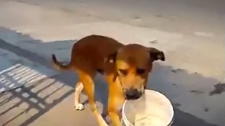 Žedni pas je hodao po ulici s kantom u ustima i molio vode